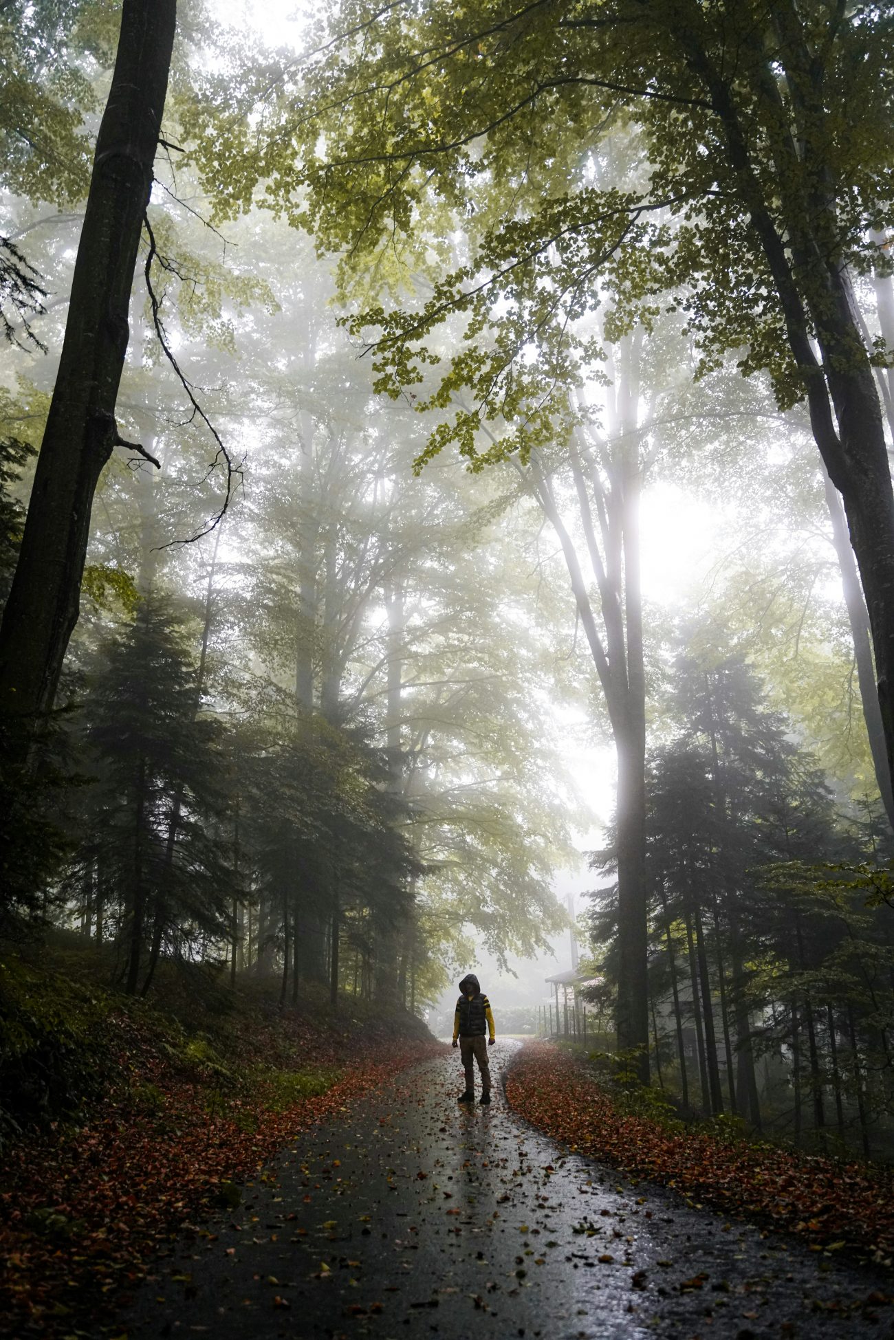 A woman walking alone through a foggy forest path, symbolizing transition and inner reflection