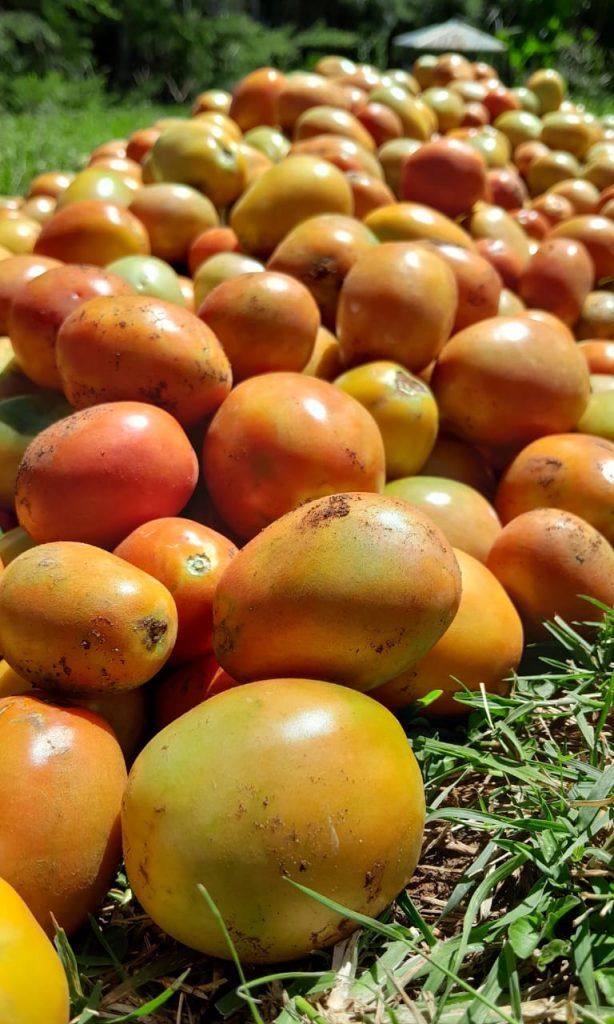 Ready tomatoes after harvesting
