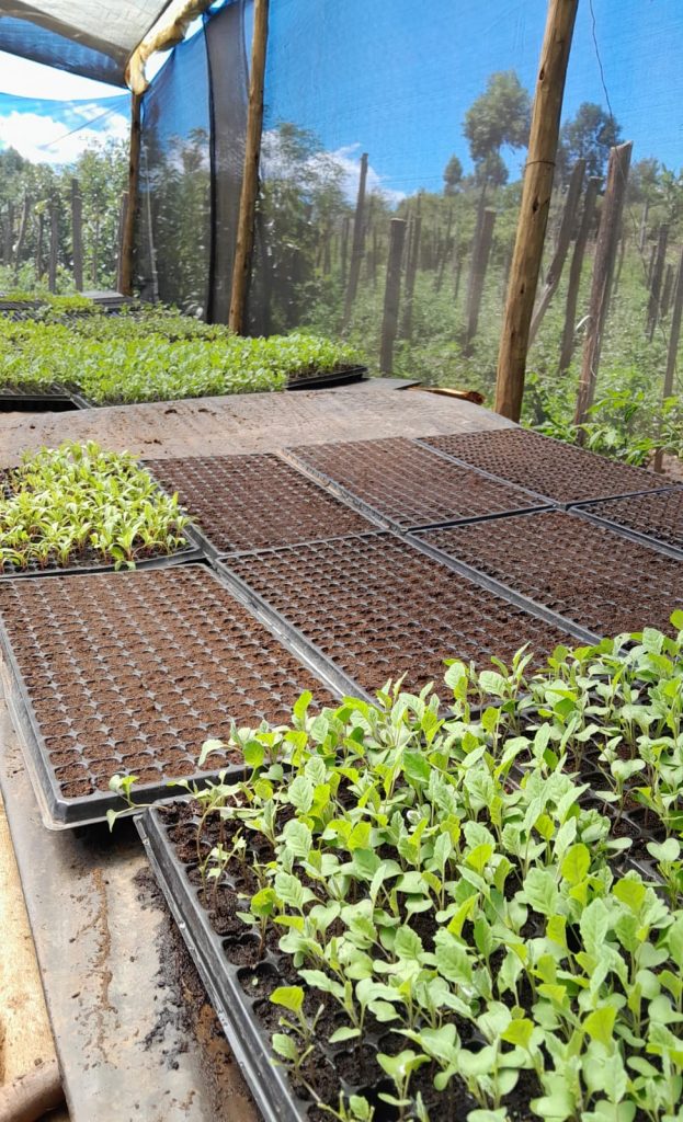 Seedlings in tomato nursery bed – tomato farming in Kenya