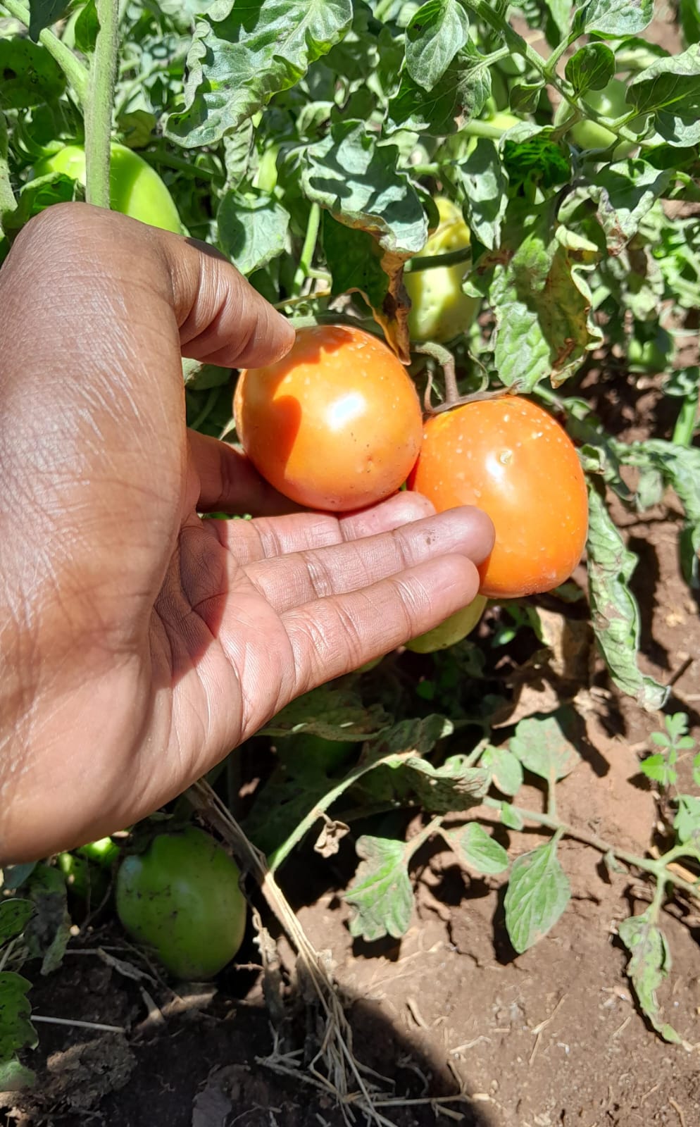Tomato farming.
