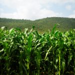 A thriving maize field under the Kenyan sun in Rift Valley