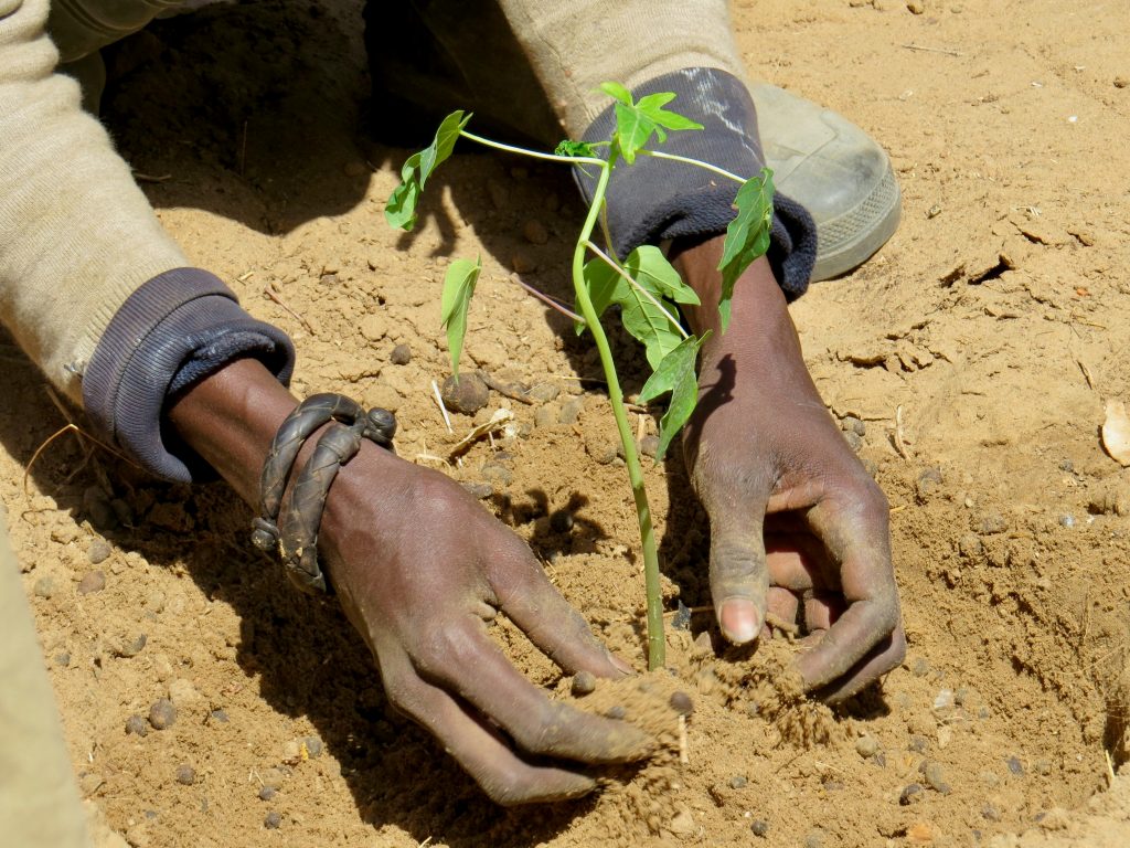 Kenyan farmer planting vegetables using traditional farming methods