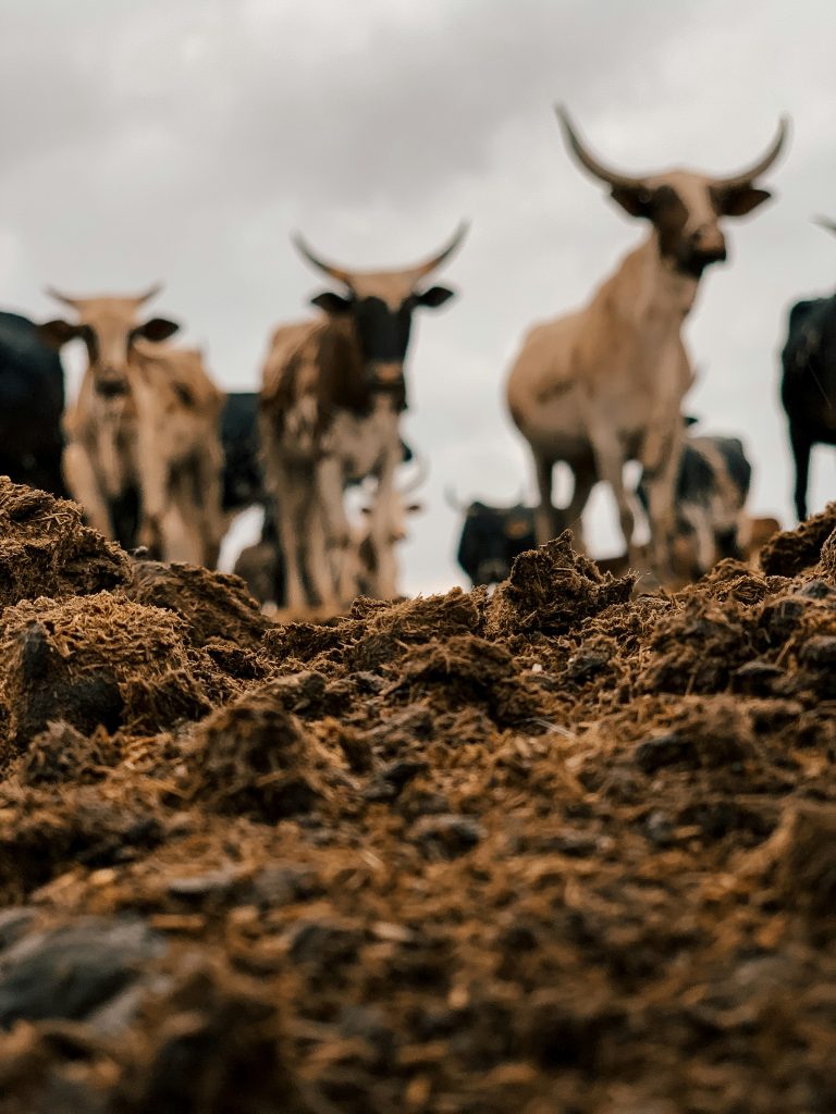 Use of manure as an agroecological practice