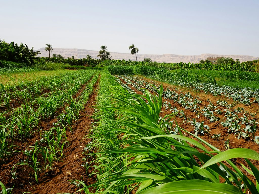 A healthy intercropped farm field in Kenya
