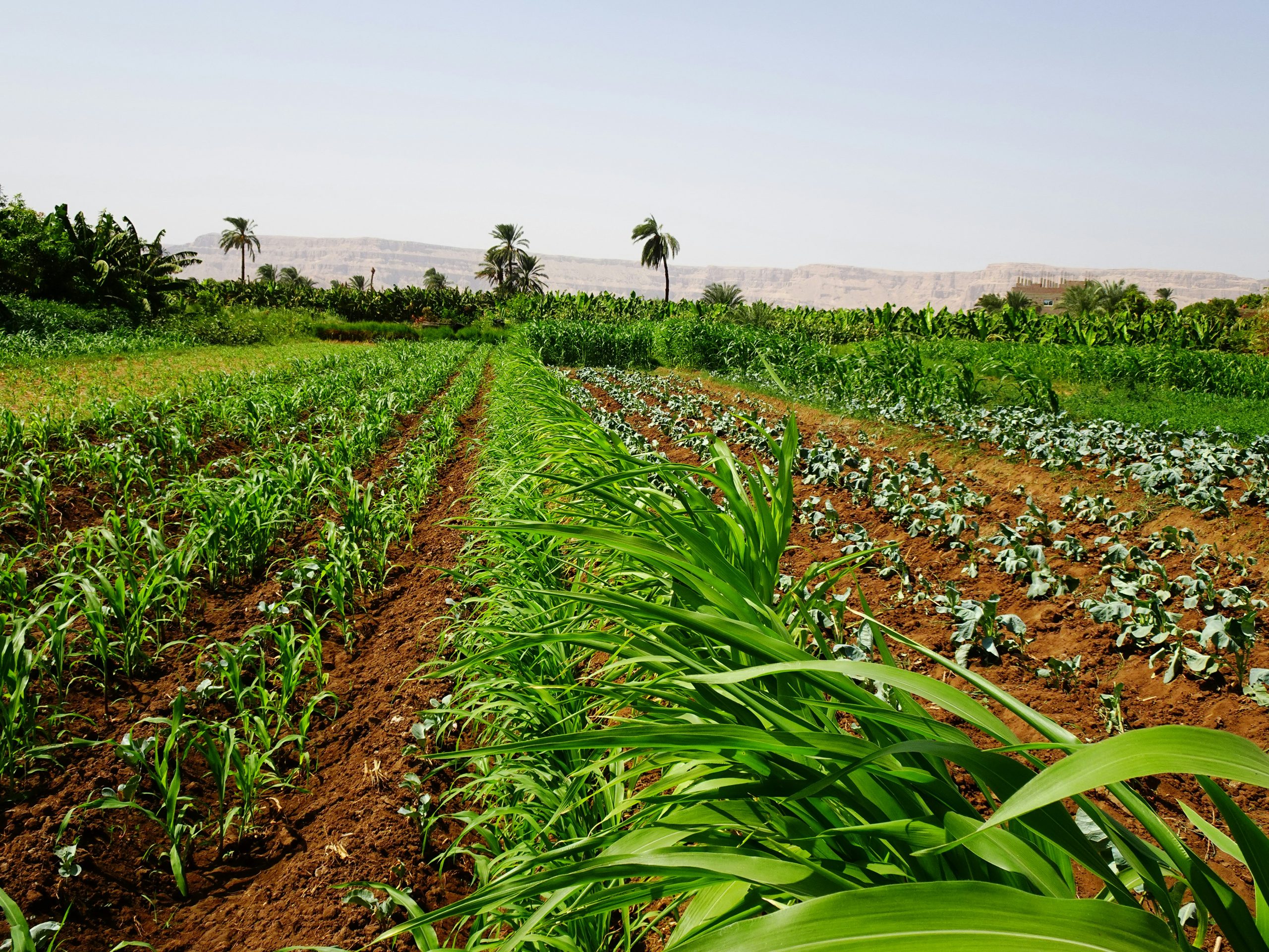 A healthy intercropped farm field in Kenya