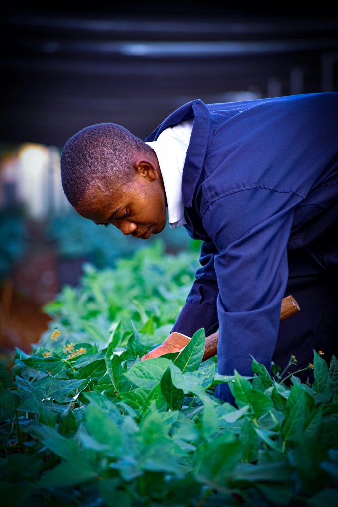 Young farmer inspecting crops